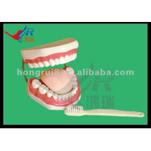 HR-403A New Style School Pädagogische Demonstrationszähne und Dentalmodelle (32 Zähne)